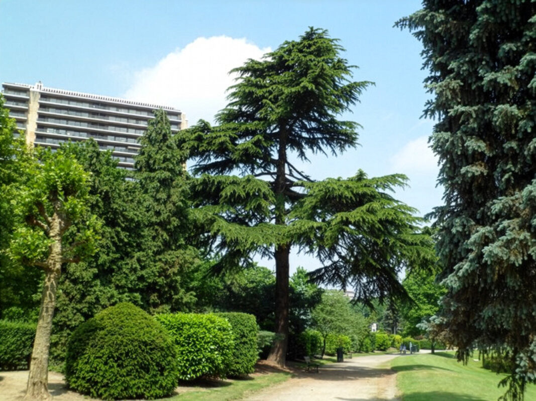 Parc du Karreveld Échelle 6166 1 cedrus deodara firefly upscaler 2x